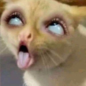 Meet your Posher, Christal